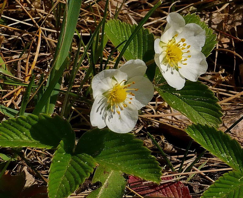 Image of Fragaria viridis specimen.