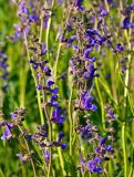 Salvia pratensis. Соцветия. Тульская обл., Ефремовский р-н, долина р. Красивая Меча, разнотравная степь. 02.06.2018.