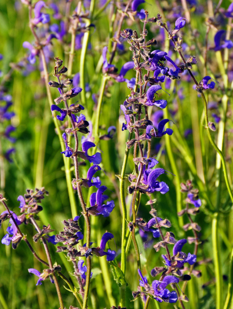 Изображение особи Salvia pratensis.