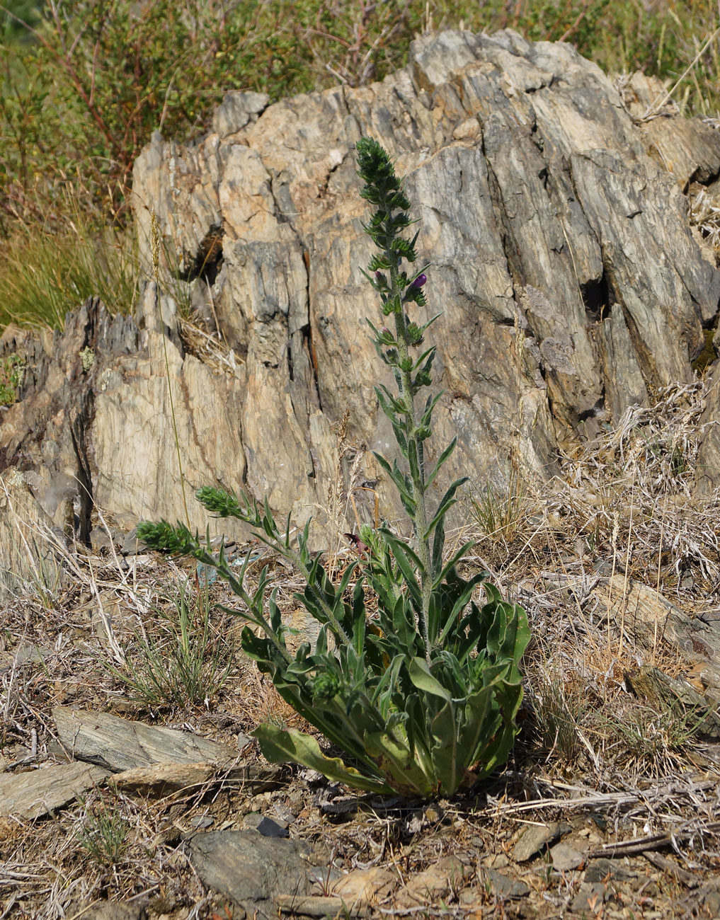 Изображение особи Echium vulgare.