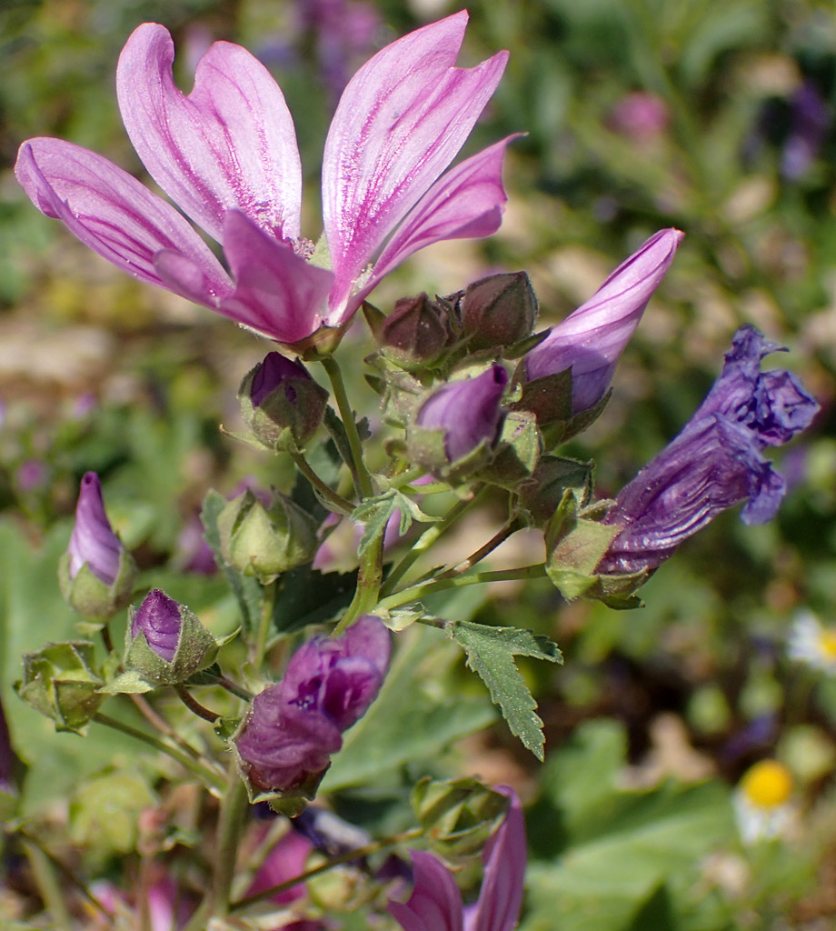 Image of Malva sylvestris specimen.