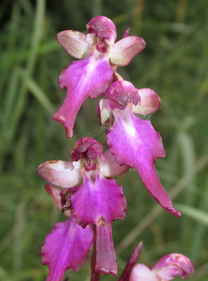 Изображение особи Himantoglossum formosum.