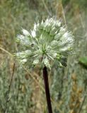 Allium affine