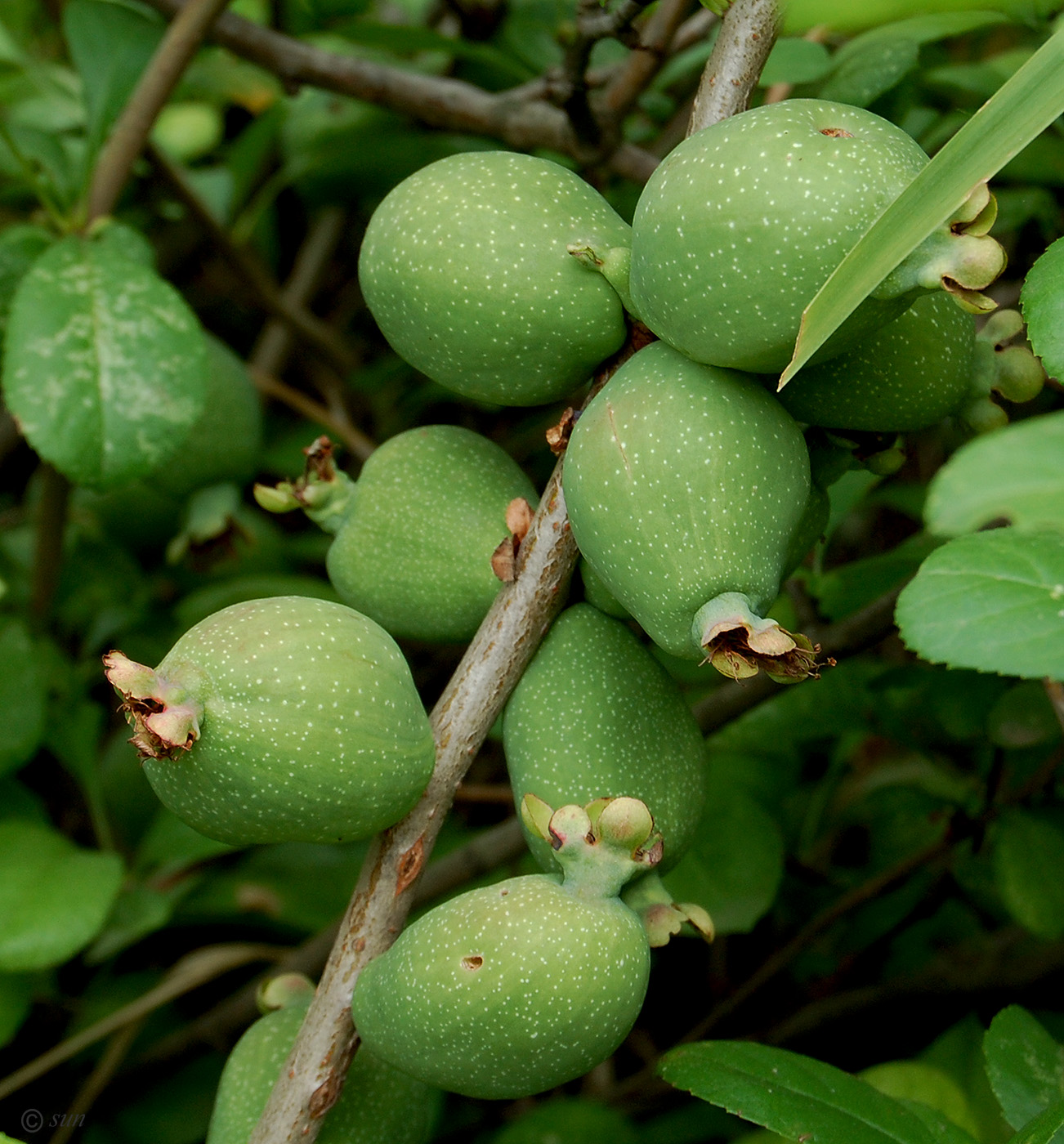 Image of Chaenomeles japonica specimen.