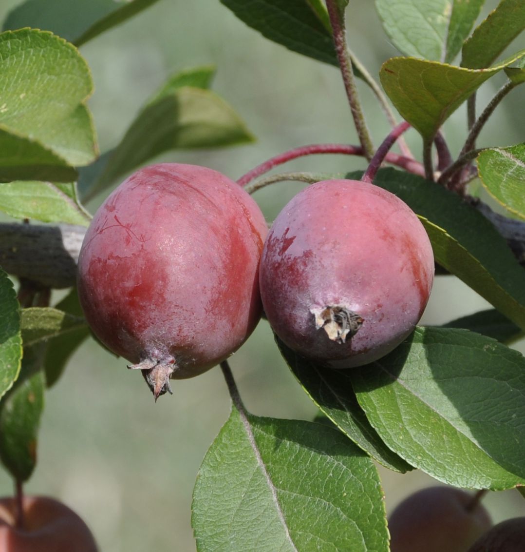 Изображение особи род Malus.