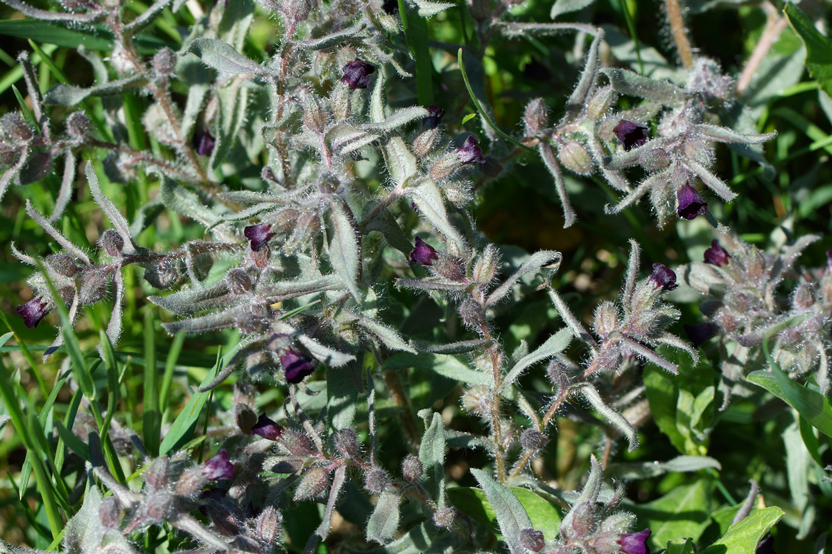 Image of Nonea rossica specimen.
