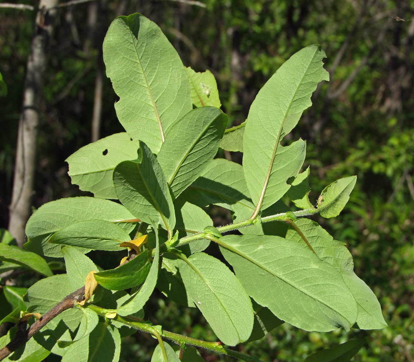 Изображение особи Salix hastata.