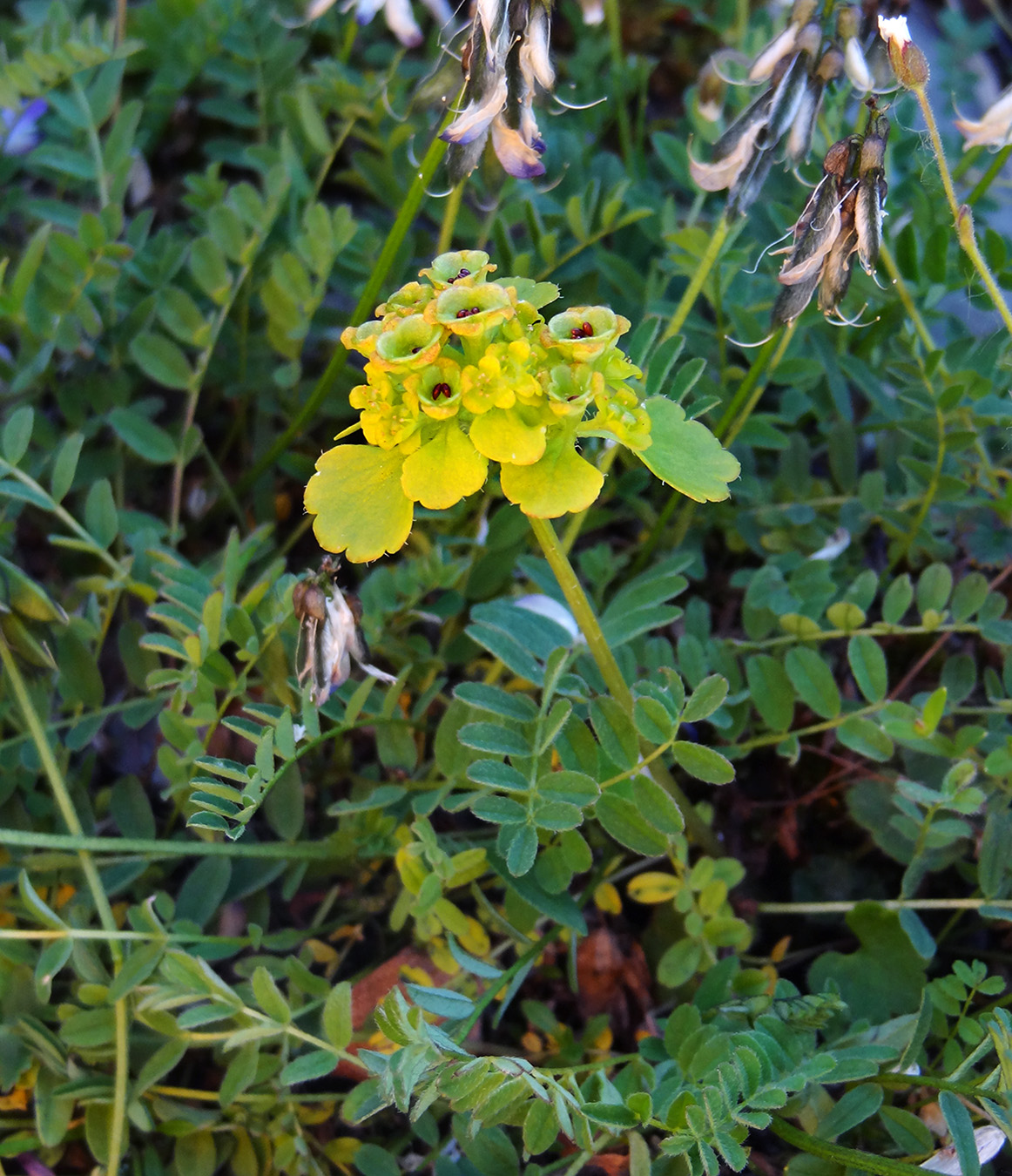 Image of genus Chrysosplenium specimen.