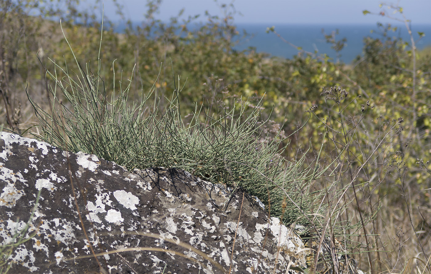 Image of Ephedra distachya specimen.