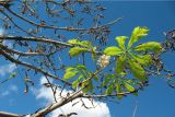 Aesculus hippocastanum