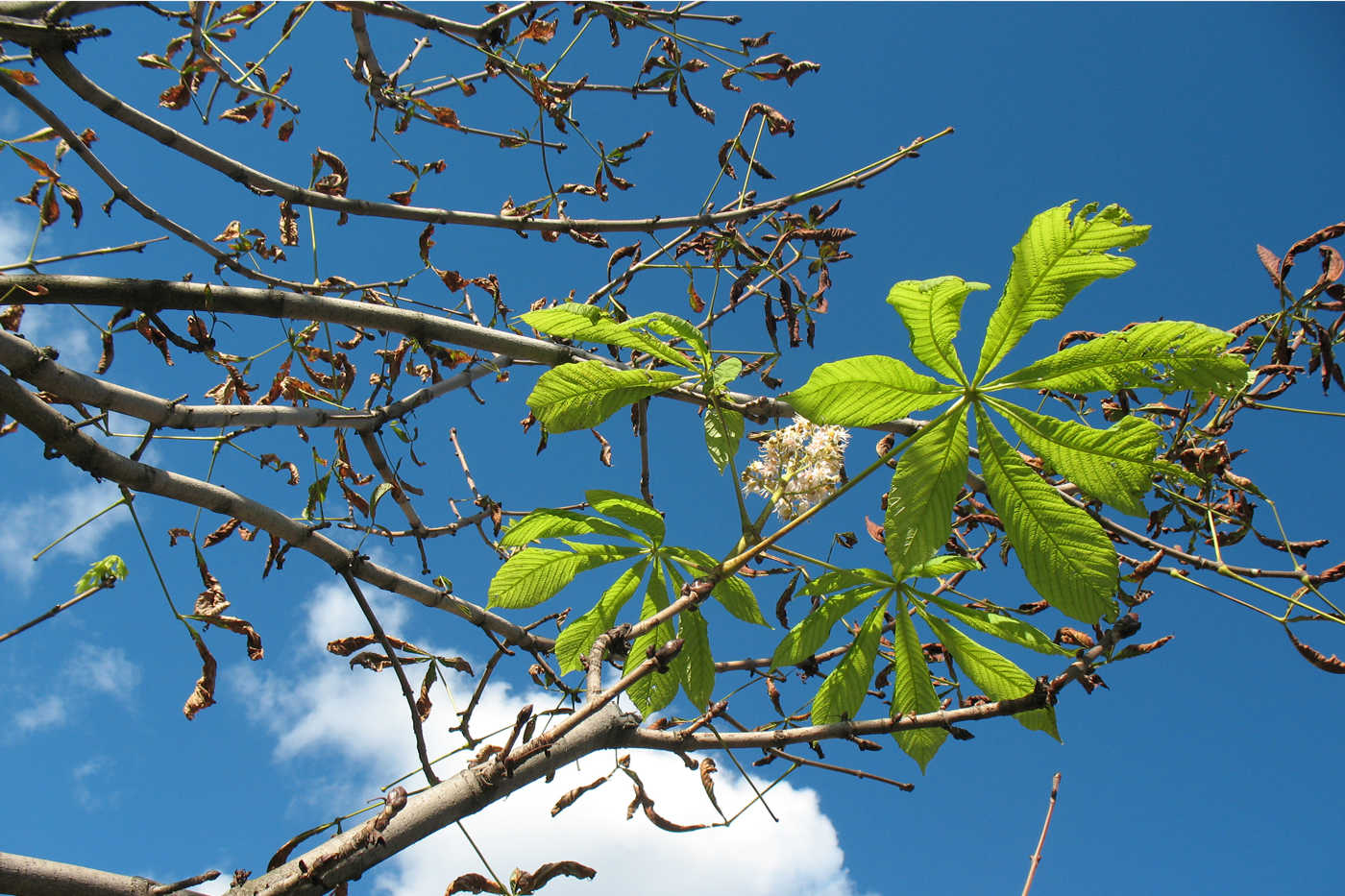 Изображение особи Aesculus hippocastanum.