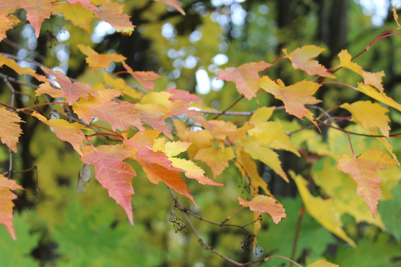 Image of Acer ginnala specimen.