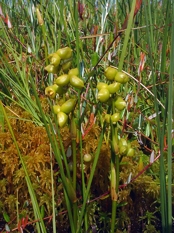 Изображение особи Scheuchzeria palustris.