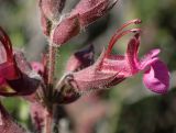 Teucrium divaricatum