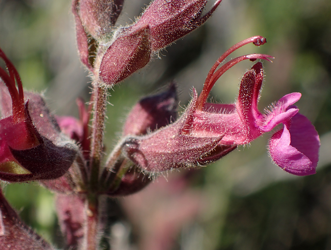 Изображение особи Teucrium divaricatum.