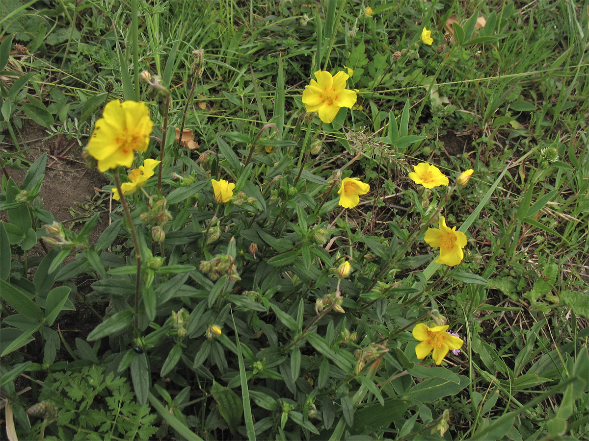 Image of Helianthemum ovatum specimen.