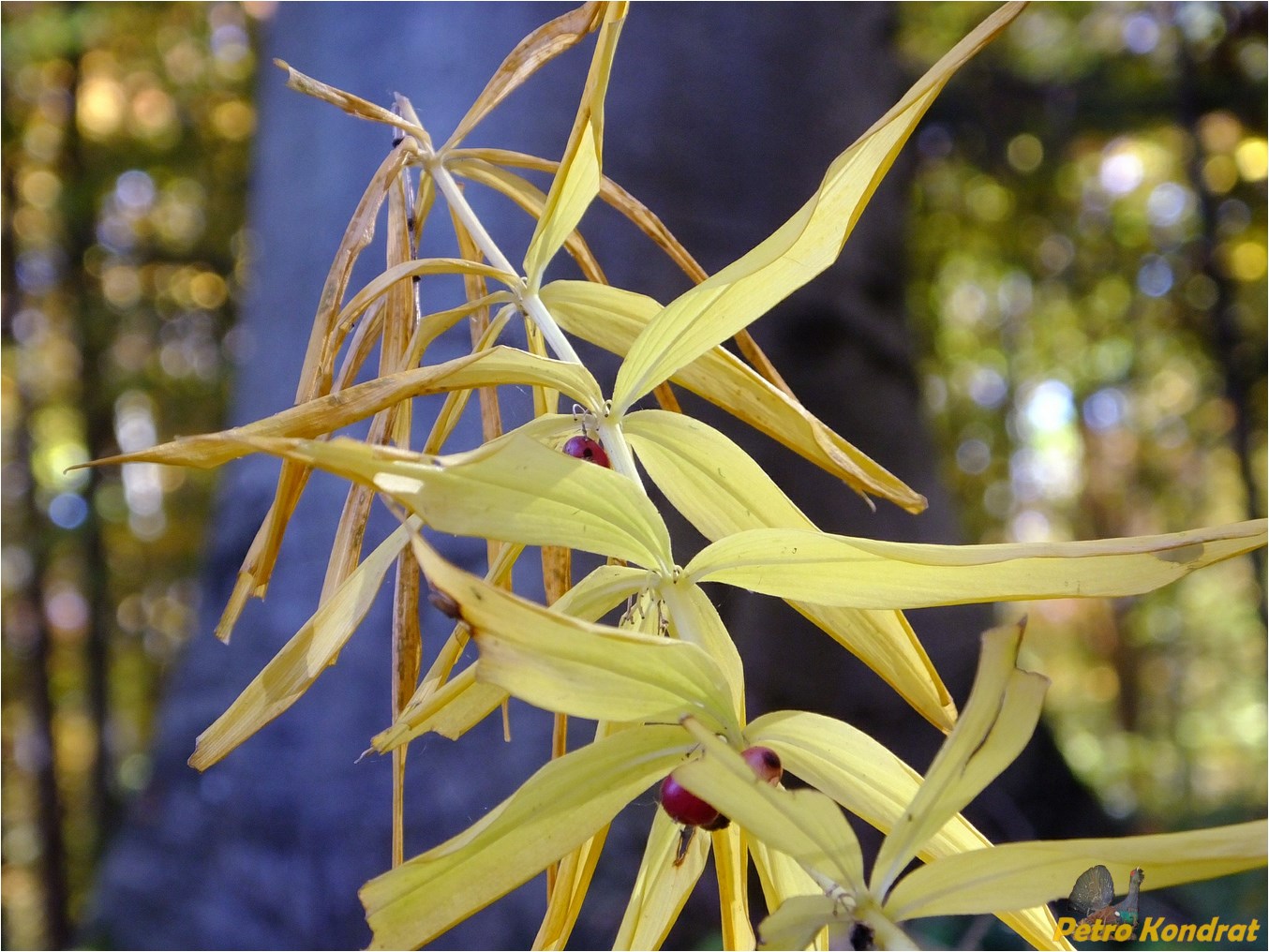 Изображение особи Polygonatum verticillatum.