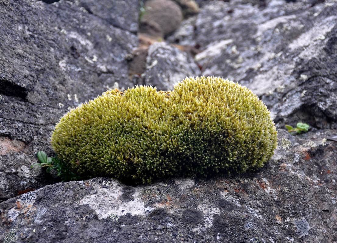 Image of Racomitrium lanuginosum specimen.