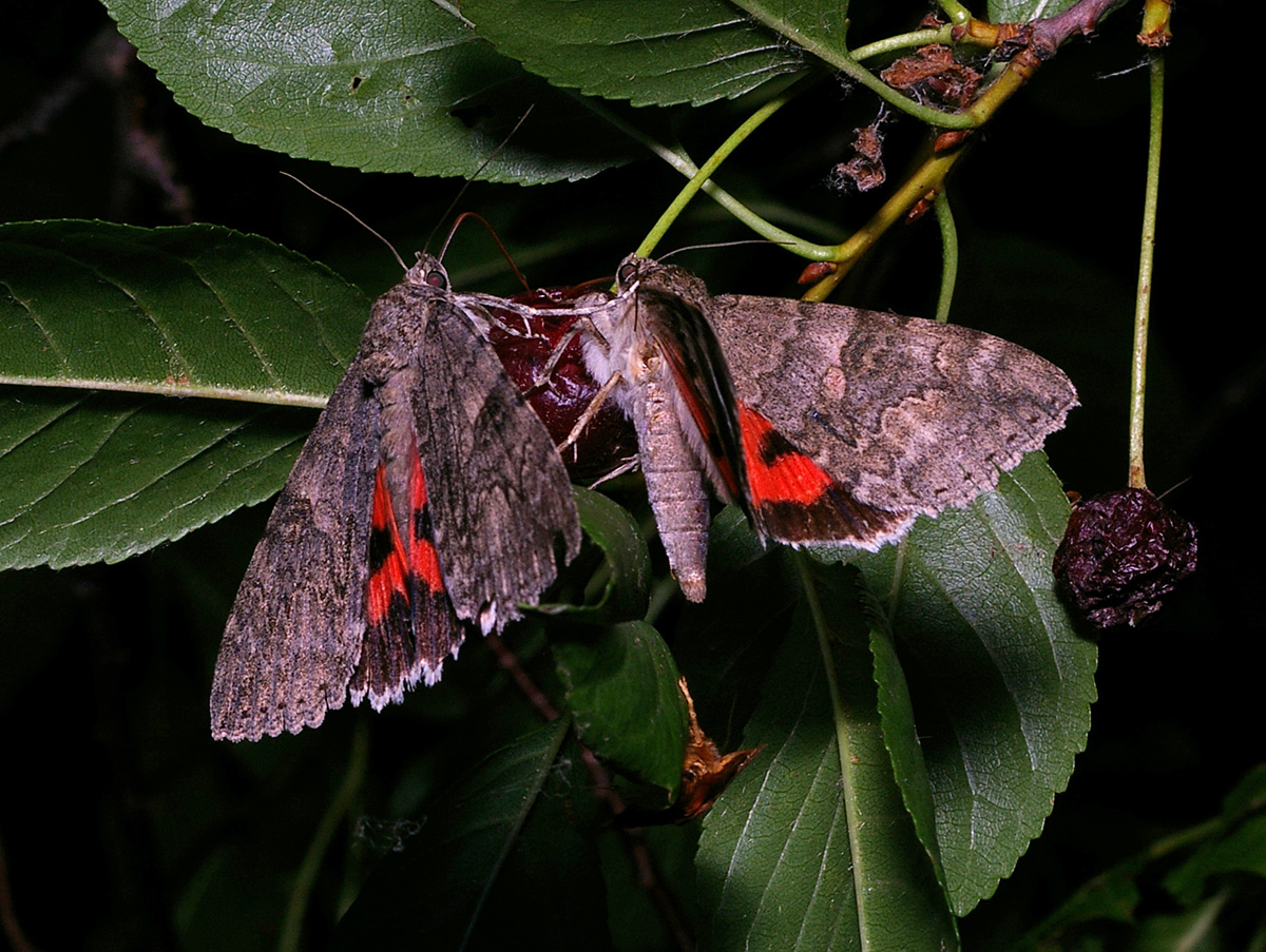 Image of Cerasus vulgaris specimen.