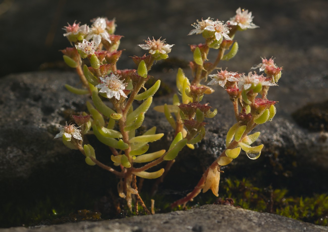 Image of Sedum gracile specimen.