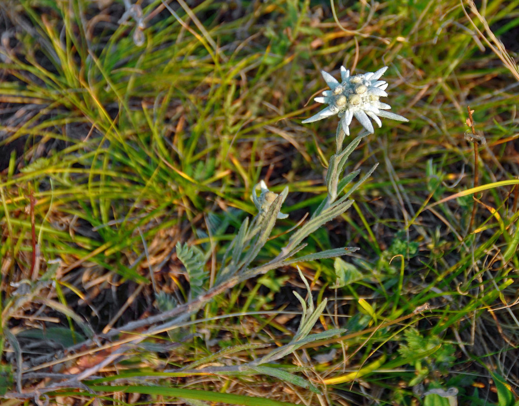 Image of Leontopodium fedtschenkoanum specimen.