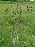 Dipsacus laciniatus. Сухие прошлогодние стебли с соплодиями на лугу. Северная Осетия, север Осетинской равнины, правобережье р. Урсдон. 09.05.2010.