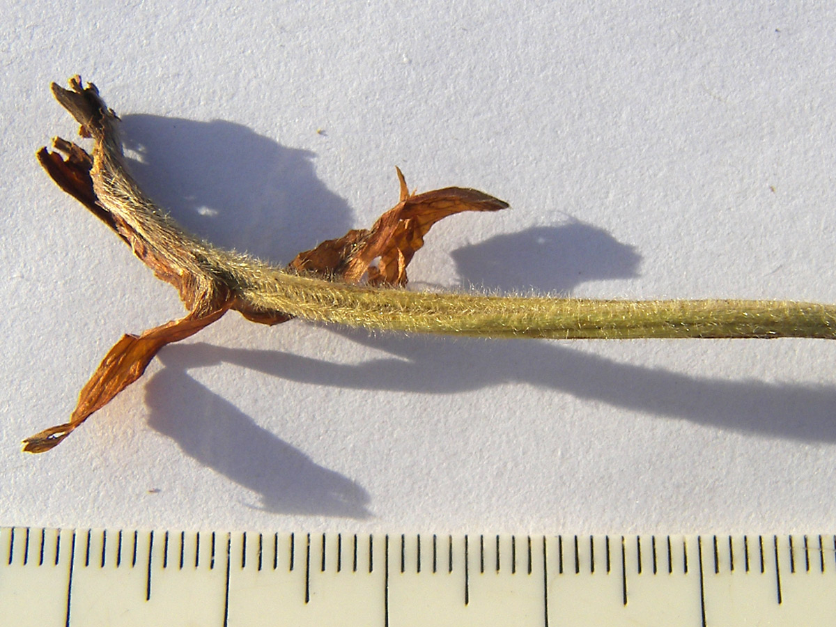 Image of Alchemilla orthotricha specimen.