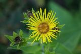 Inula helenium. Распустившееся и развивающееся (слева) соцветия. Краснодарский край, г. Сочи, Адлерский р-н, окр. с. Воронцовка, обочина горной дороги. 16.08.2018.