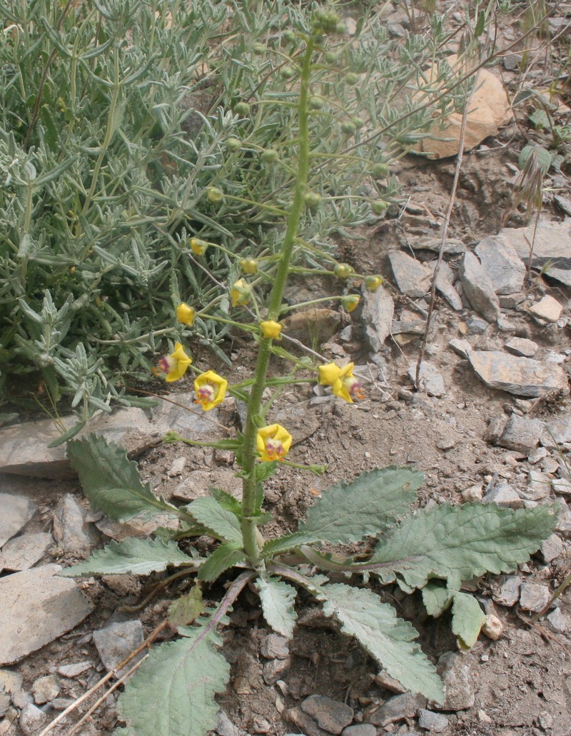 Image of Verbascum flavidum specimen.