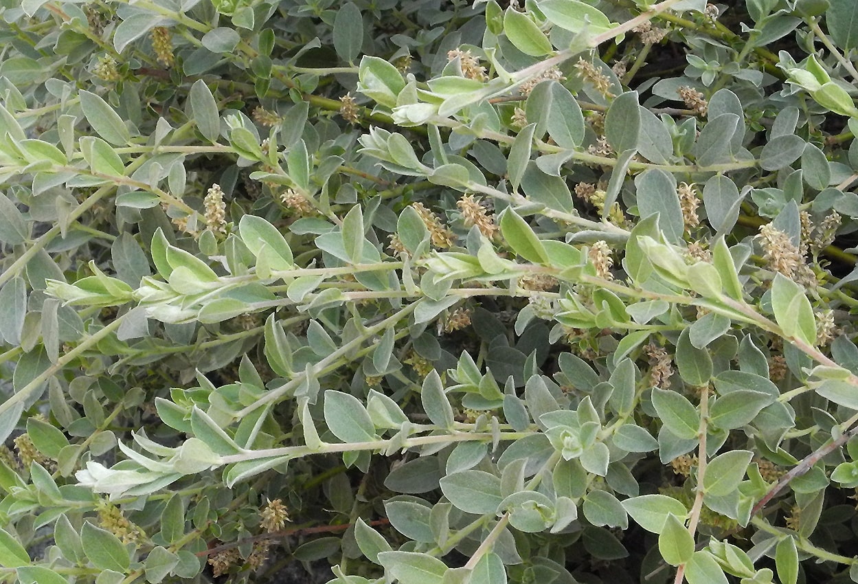 Image of Salix repens specimen.