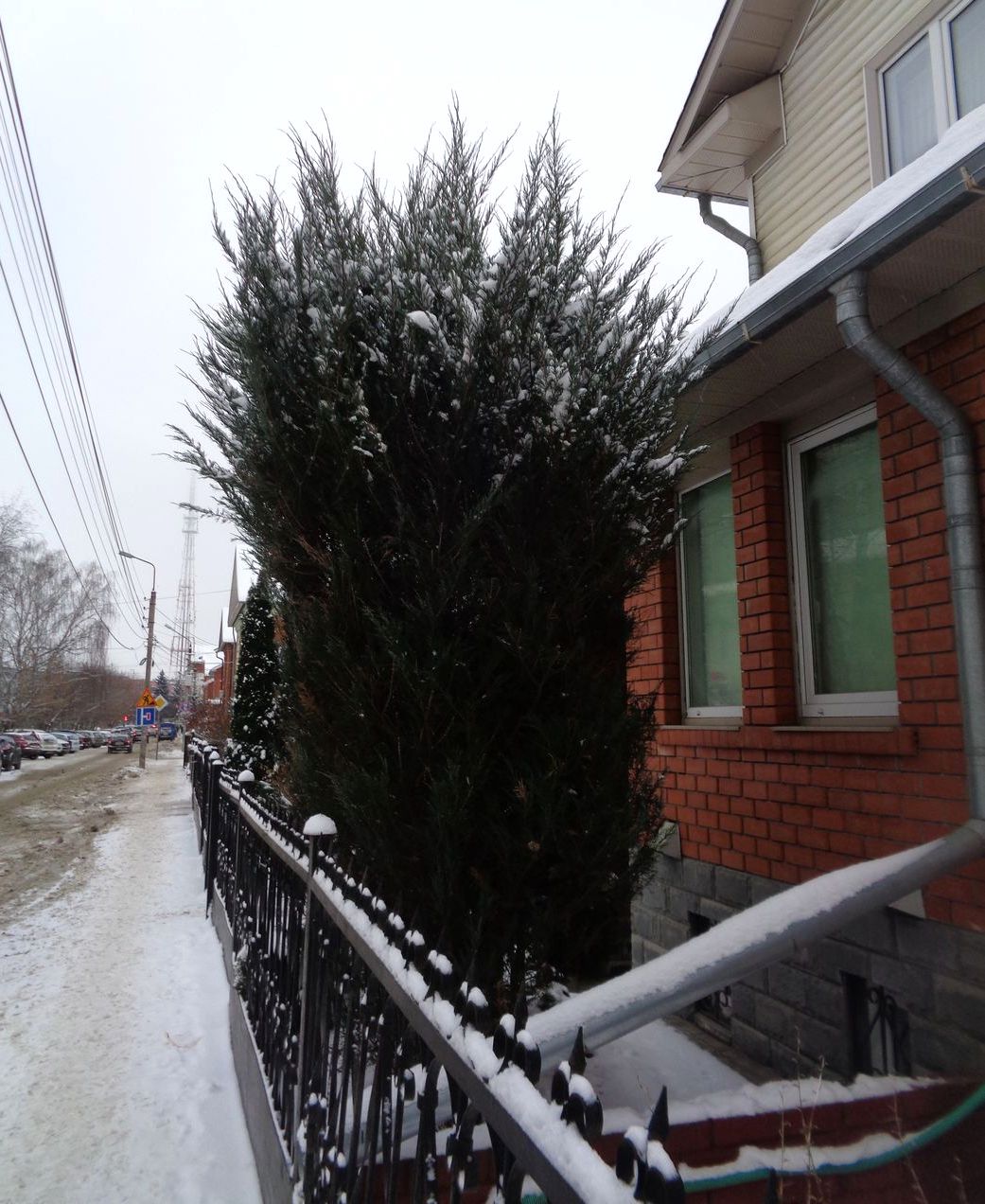 Изображение особи род Juniperus.