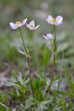 Anemonastrum speciosum. Верхушка цветущего растения. Карачаево-Черкесия, Зеленчукский р-н, окр. пос. Архыз, хребет Абишира-Ахуба, правый берег р. Кызылчук чуть ниже оз. Голубого, 2580 м н.у.м., каменистый склон. 31.07.2018.