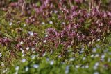 Lamium purpureum