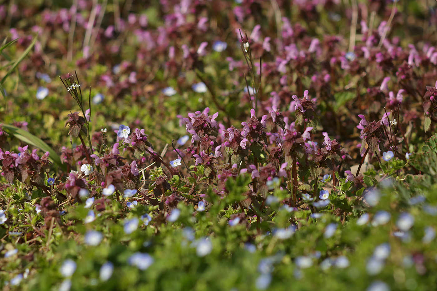 Изображение особи Lamium purpureum.