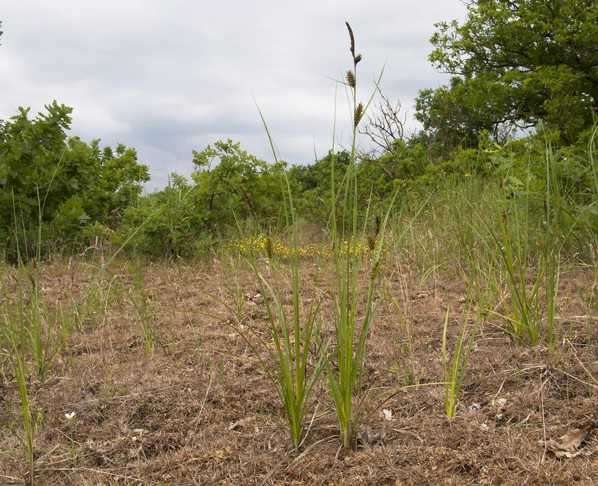 Image of Carex distans specimen.