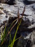 genus Carex. Верхушка зацветающего побега. Пермский край, Лысьвинский р-н, склон у основания камня Ростун, расщелина в камне. 02.05.2019.