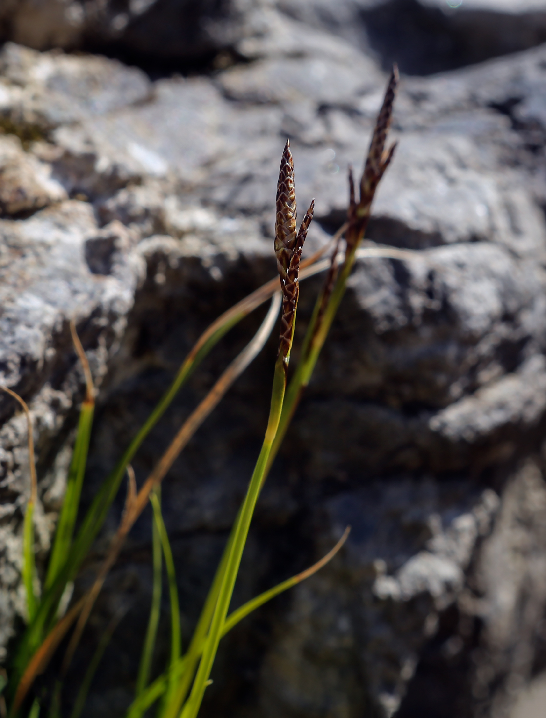 Image of genus Carex specimen.