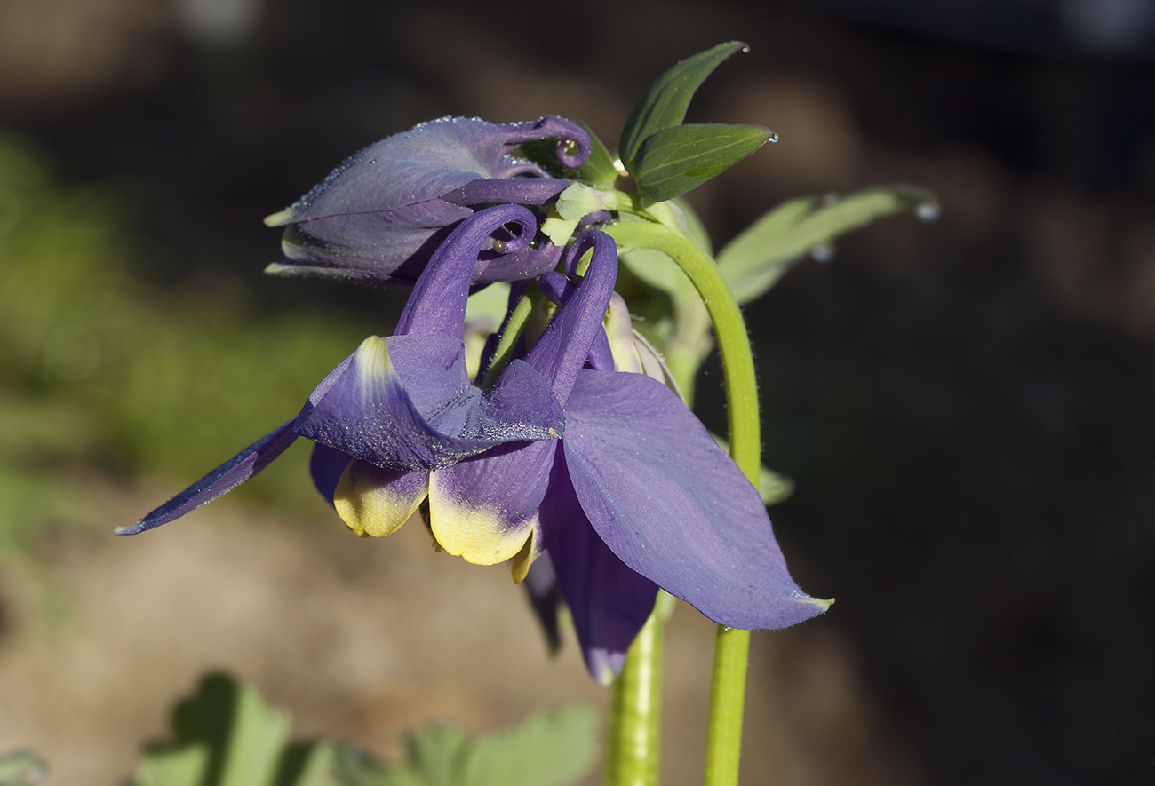 Изображение особи Aquilegia flabellata.