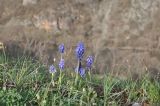 Muscari armeniacum