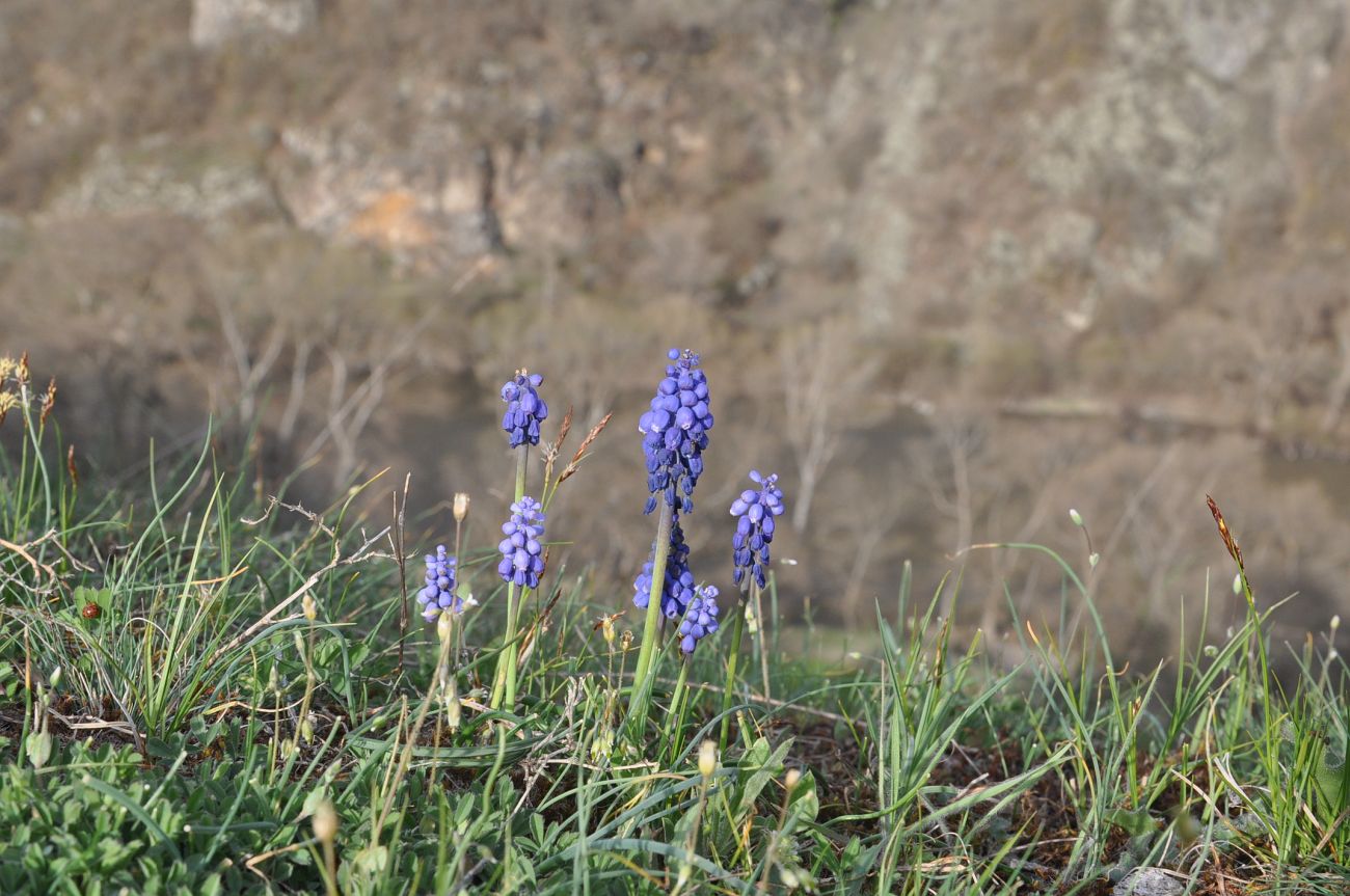 Изображение особи Muscari armeniacum.