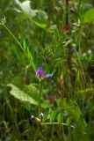 Vicia angustifolia