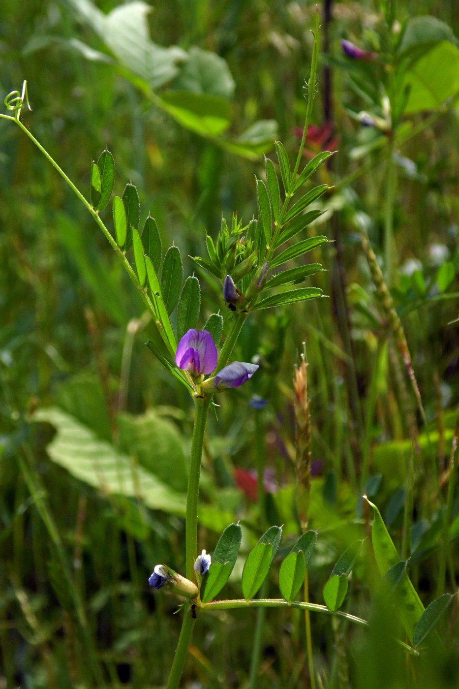 Image of Vicia angustifolia specimen.