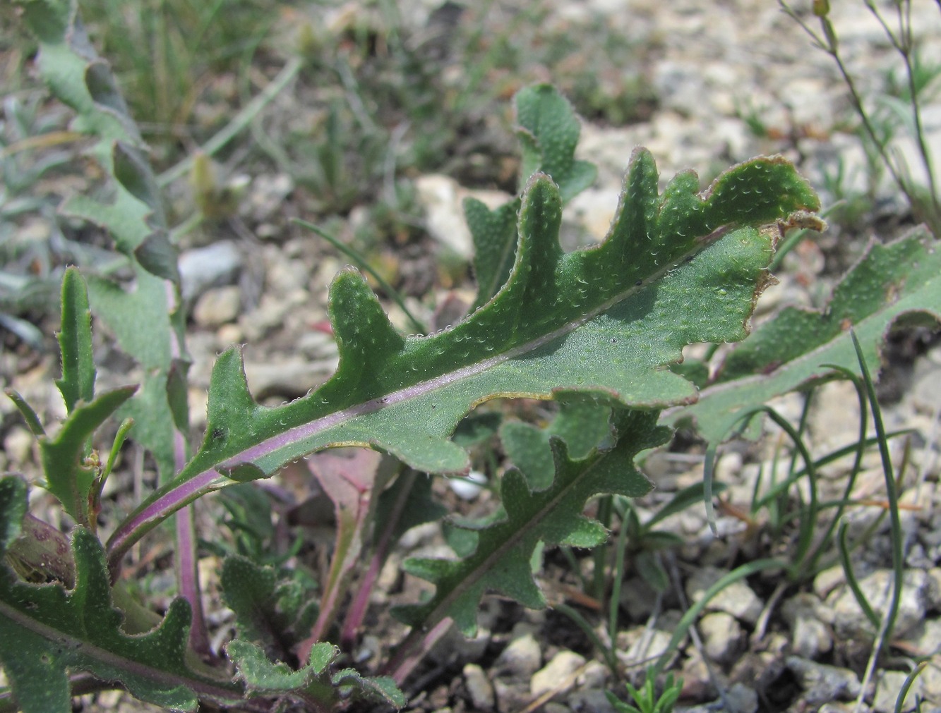 Image of familia Brassicaceae specimen.