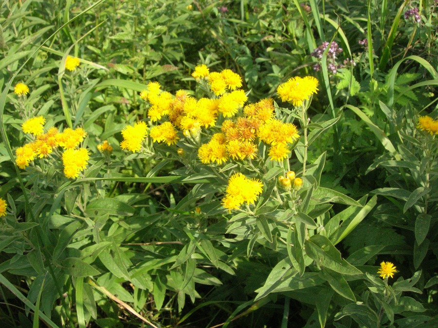 Изображение особи Inula germanica.