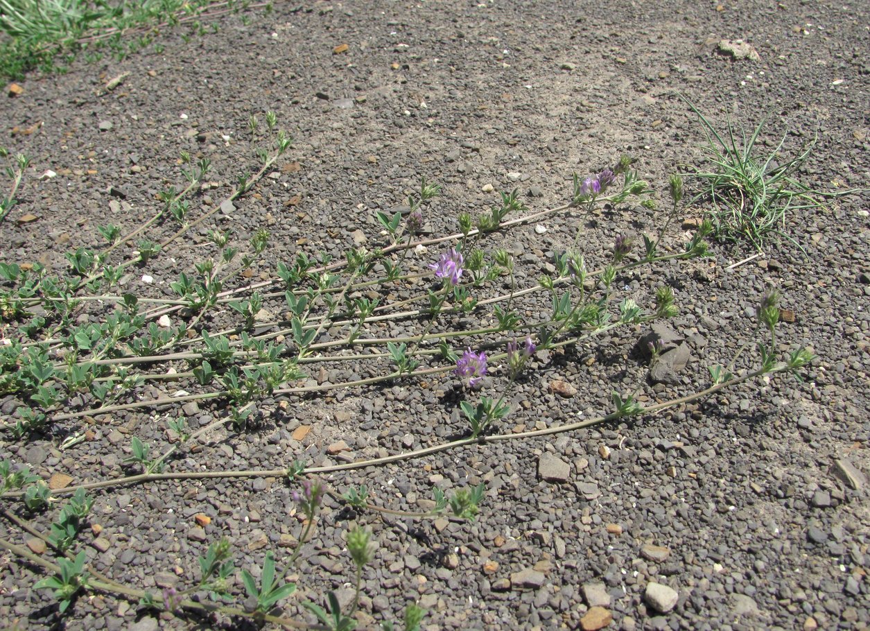 Image of Medicago caerulea ssp. semicoerulea specimen.