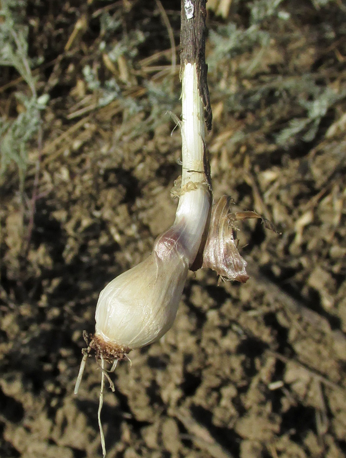 Image of Allium regelianum specimen.