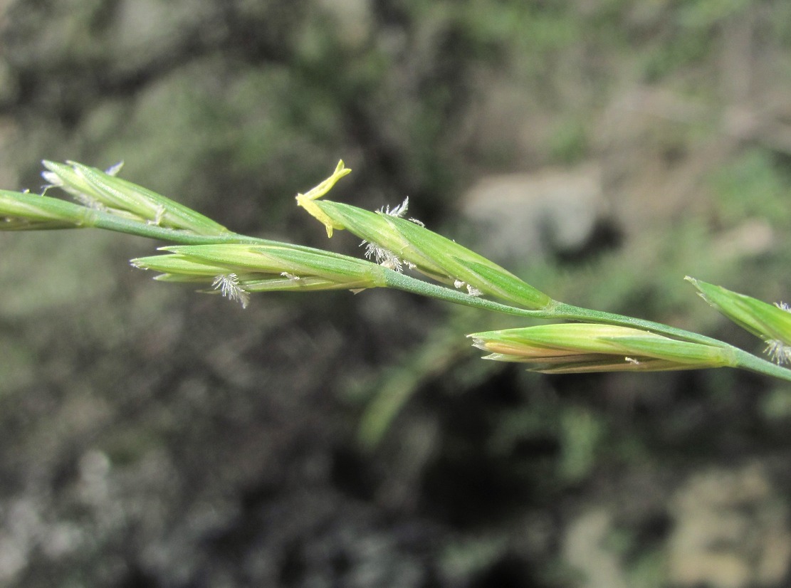 Image of Elytrigia gracillima specimen.