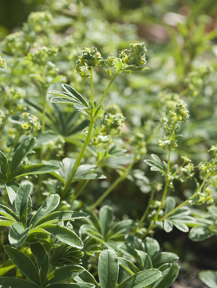 Изображение особи Alchemilla hoppeana.