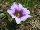 Gentiana grandiflora