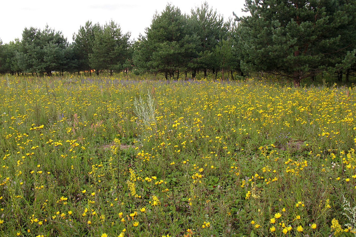 Изображение особи Hieracium umbellatum.